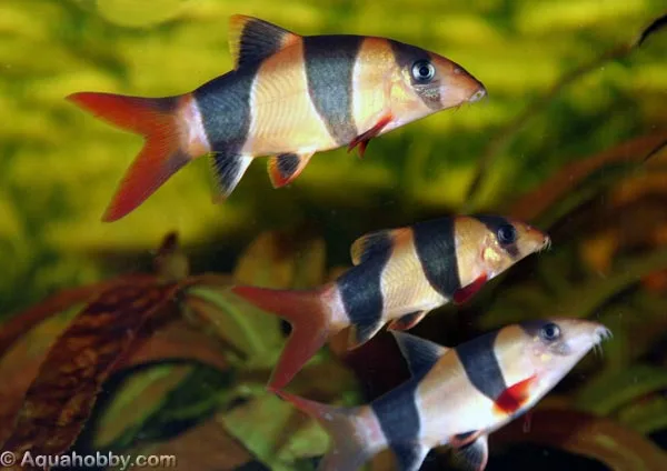 Pragtsmerling (Chromobotia macracanthus)